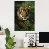 Baby Sumatran Tiger Poster (Thuiskantoor)