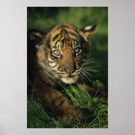Baby Sumatran Tiger Poster (Voorkant)