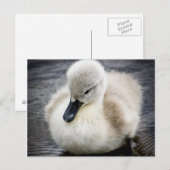 Baby Swan | Cygnet Briefkaart (Voorkant / Achterkant)