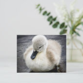 Baby Swan | Cygnet Briefkaart (Staand voorkant)