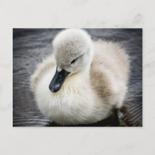 Baby Swan   Cygnet Briefkaart