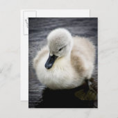 Baby Swan | Cygnet Briefkaart (Voorkant / Achterkant)