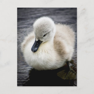 Baby Swan   Cygnet Briefkaart