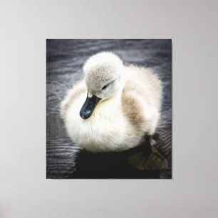 Baby Swan   Cygnet Canvas Afdruk
