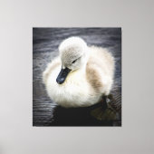 Baby Swan | Cygnet Canvas Afdruk (Voorkant)