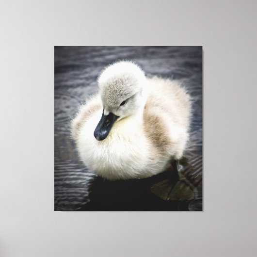 Baby Swan | Cygnet Canvas Afdruk (Voorkant)