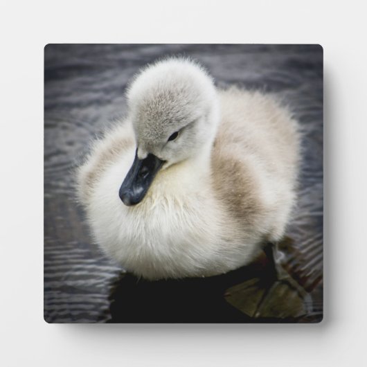Baby Swan | Cygnet Fotoplaat (Voorkant)