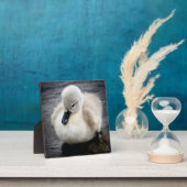Baby Swan | Cygnet Fotoplaat (Insitu)
