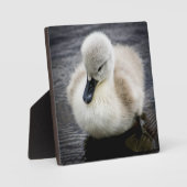 Baby Swan | Cygnet Fotoplaat (Voorkant)