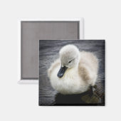 Baby Swan | Cygnet Magneet (Voorkant / Achterkant)