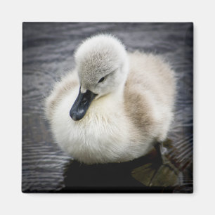 Baby Swan Cygnet Magneet