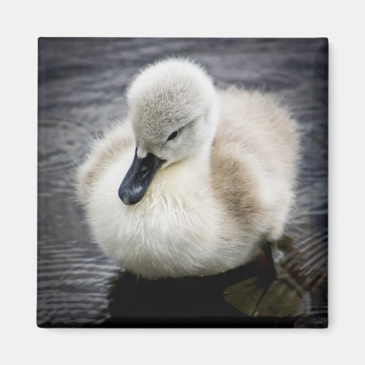 Baby Swan | Cygnet Magneet (Voorkant)