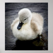 Baby Swan | Cygnet Poster (Voorkant)