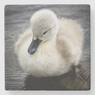 Baby Swan Cygnet Stenen Onderzetter