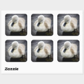 Baby Swan | Cygnet Vierkante Sticker (Vel)