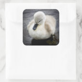 Baby Swan | Cygnet Vierkante Sticker (Tas)