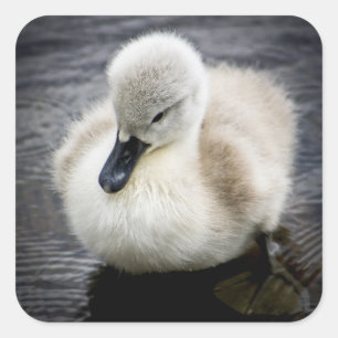Baby Swan   Cygnet Vierkante Sticker