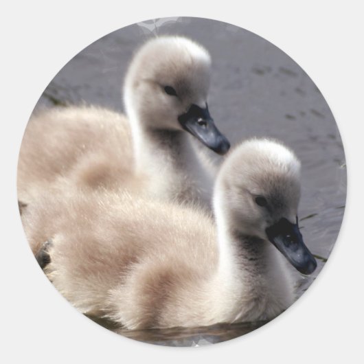 Baby Swans Stickers (Voorkant)