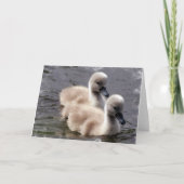 Baby Swans-Wenskaart Kaart (Voorkant)