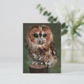 Baby Tawny Owl Briefkaart (Staand voorkant)