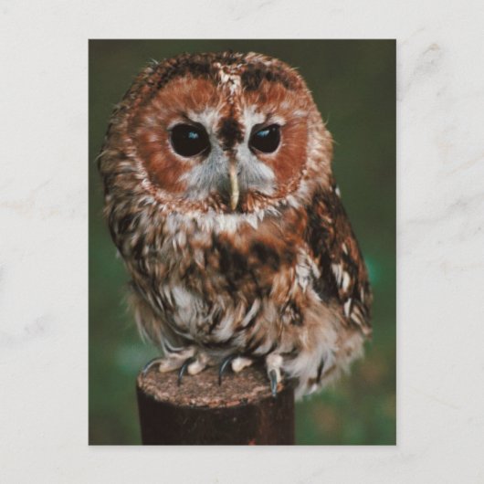 Baby Tawny Owl Briefkaart (Voorkant)
