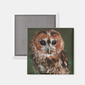 Baby Tawny Owl Magneet (Voorkant / Achterkant)