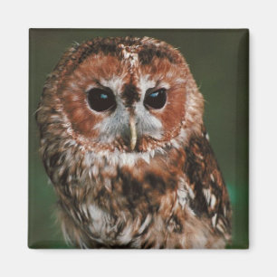 Baby Tawny Owl Magneet