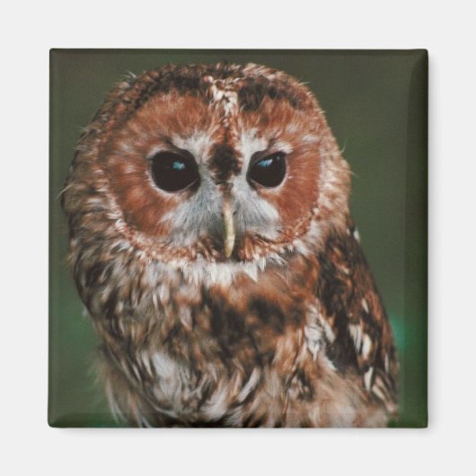 Baby Tawny Owl Magneet (Voorkant)