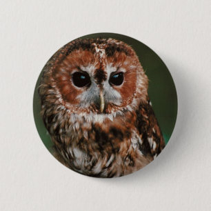 Baby Tawny Owl Ronde Button 5,7 Cm