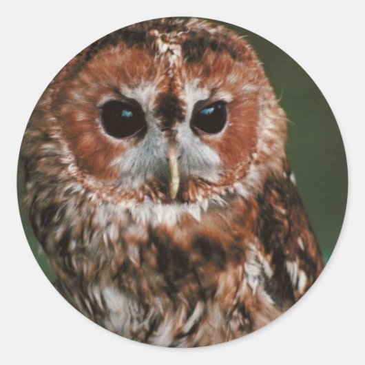 Baby Tawny Owl Ronde Sticker (Voorkant)