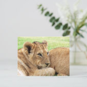 Baby Tiger briefkaart (Staand voorkant)