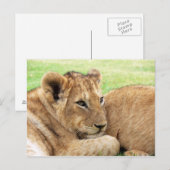 Baby Tiger briefkaart (Voorkant / Achterkant)