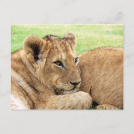 Baby Tiger briefkaart
