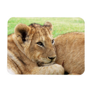 Baby Tiger magnet Magneet