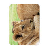 Baby Tiger magnet Magneet (Verticaal)