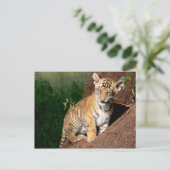 baby tijger briefkaart (Staand voorkant)