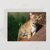 baby tijger briefkaart (Voorkant / Achterkant)