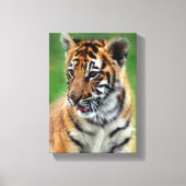 Baby tijger in kleur canvas afdruk (Voorkant)