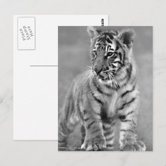 Baby tijger in zwart-wit briefkaart (Voorkant / Achterkant)