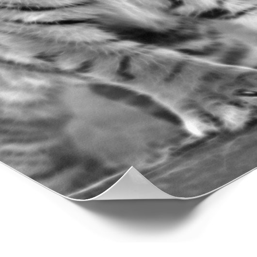 Baby tijger in zwart-wit poster (Hoek)