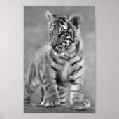 Baby tijger in zwart-wit poster (Voorkant)
