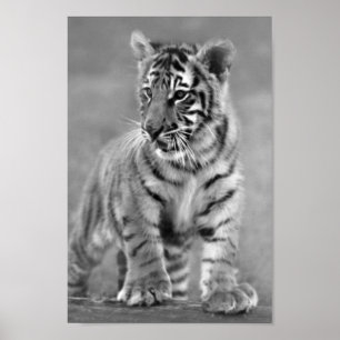 Baby tijger in zwart-wit poster
