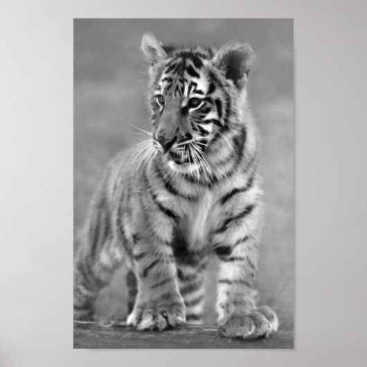 Baby tijger in zwart-wit poster (Voorkant)