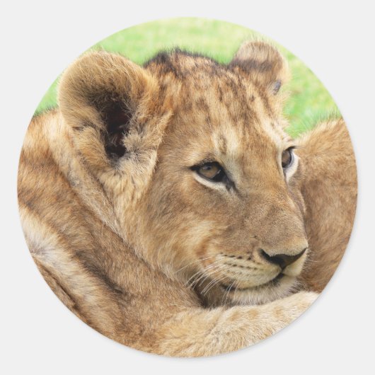 Baby tijger stickers (Voorkant)