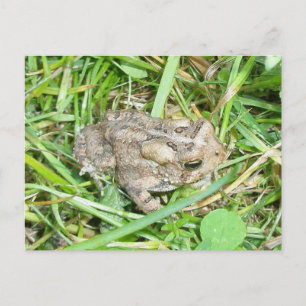 Baby Toad Briefkaart