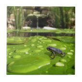 Baby Toad in Pond Tegeltje (Voorkant)
