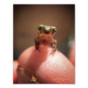 Baby Toad/Tadpool Foto Afdruk