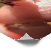 Baby Toad/Tadpool Poster (Hoek)