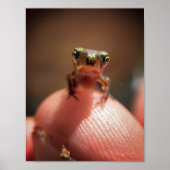 Baby Toad/Tadpool Poster (Voorkant)