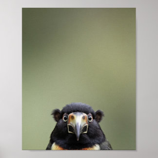 Baby Toekan Portret – Mooie Dieren Muur Kunst voor Poster